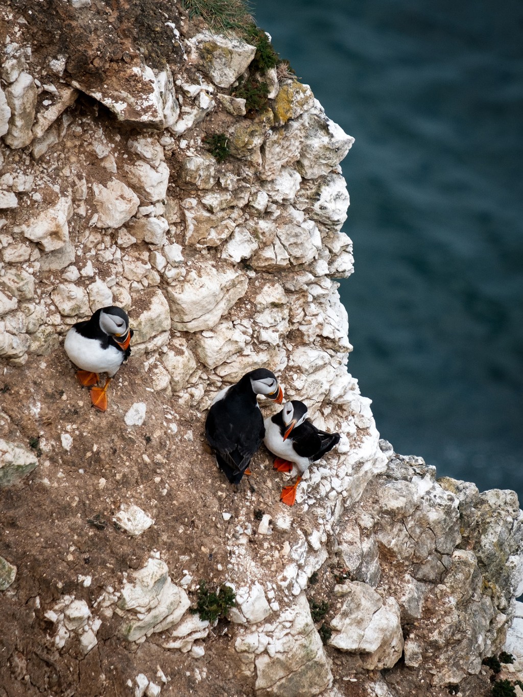 The Puffins Are Back At&nbsp;Flamborough