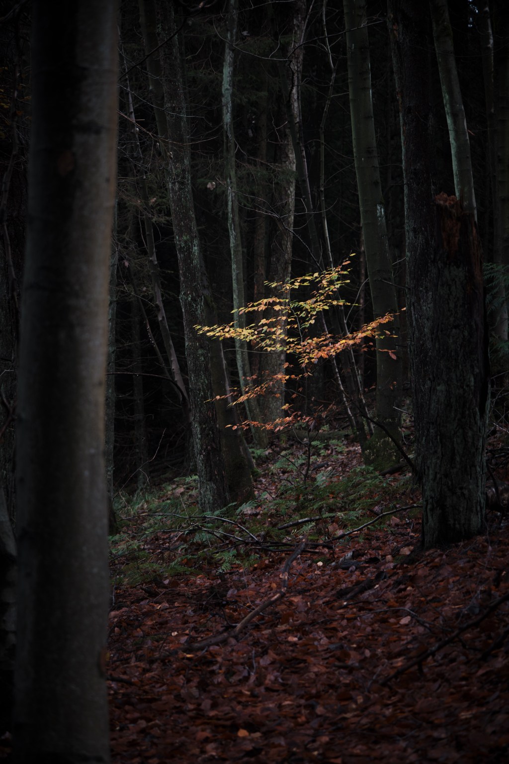 Autumnal Woodland Photography