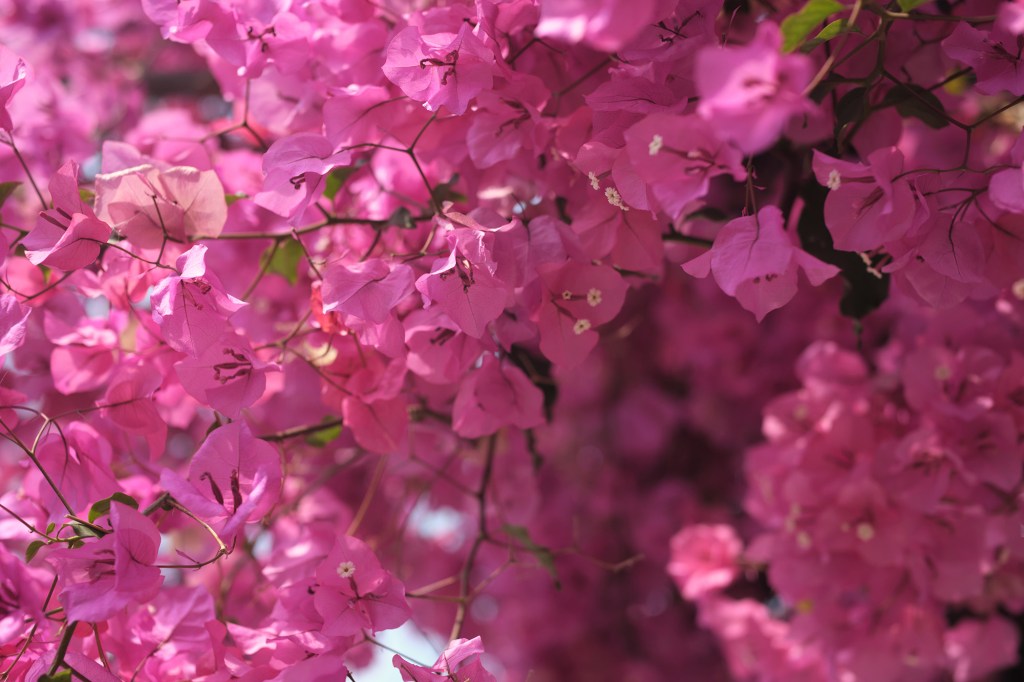 Cornwall on Samyang’s 35mm and 21mm&nbsp;primes